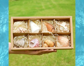 Natural Sea shell,Gift Set,8 of a gift box,shell ornament,decor,hermit crab,collectable