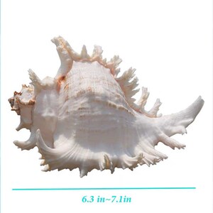 Large Natural Sea shell,Branched Murex conch,large,decor,hermit crab,collectable image 4