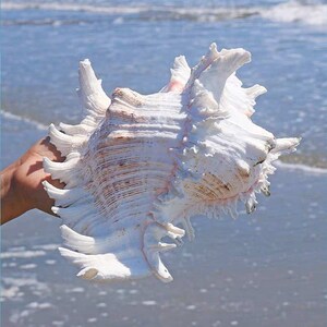 Large Natural Sea shell,Branched Murex conch,large,decor,hermit crab,collectable image 10