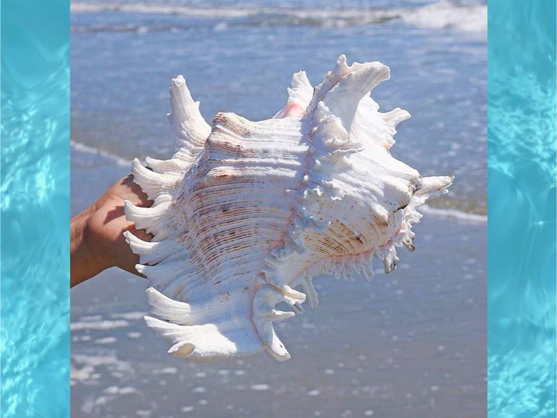Large Natural Sea shell,Branched Murex conch,large,decor,hermit crab,collectable image 10