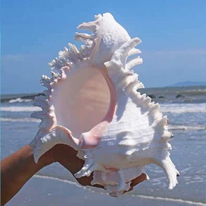 Large Natural Sea shell,Branched Murex conch,large,decor,hermit crab,collectable image 9