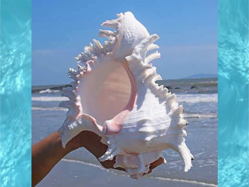 Large Natural Sea shell,Branched Murex conch,large,decor,hermit crab,collectable image 9