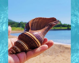 Natural Sea shell,conch,Pugilina tupiniquim,decor,hermit crab,collectable