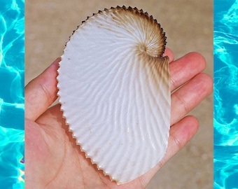 RARE Natural Sea shell,Argonauta argo,Paper nautilus,decor,collectable