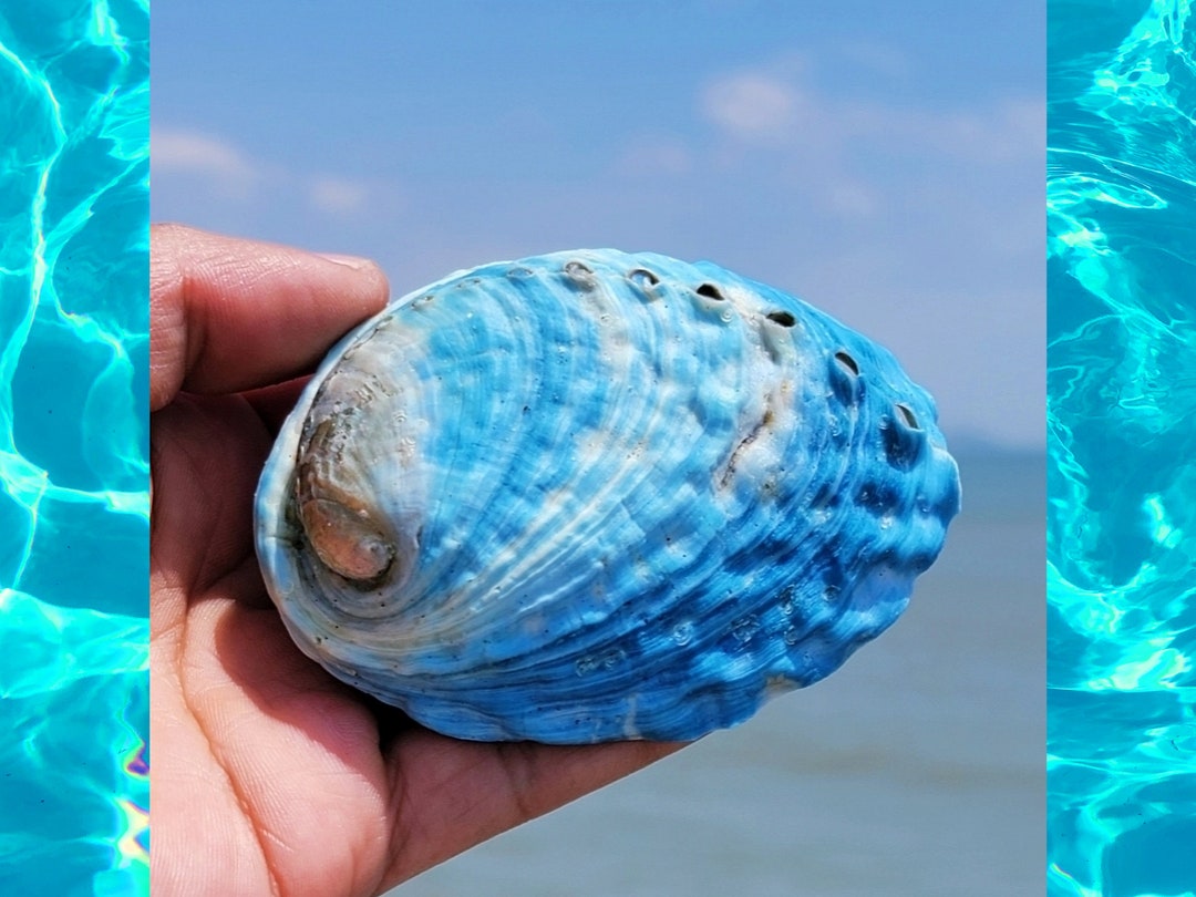 2 of a Box,natural Abalone Shell,new Zealand Blue Abalone Shell,decor ...