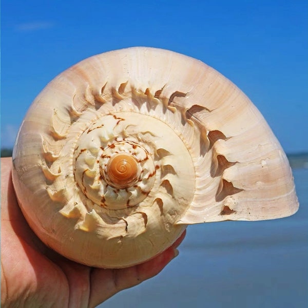 Large Natural Sea shell,huge conch,Melon Turbo Seashell,large,decor,hermit crab,collectable