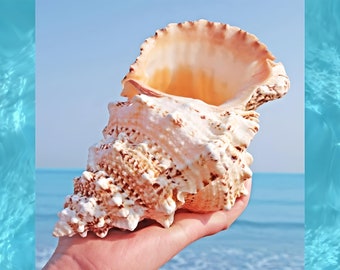 Large Natural Sea shell,Tutufa bubo conch,large,decor,hermit crab,collectable