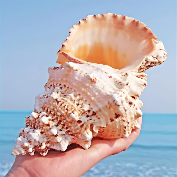 Large Natural Sea shell,Tutufa bubo conch,large,decor,hermit crab,collectable