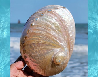 Large Natural abalone shell,Australian,New Zealand abalone shell,pinkish-white,decor,collectable