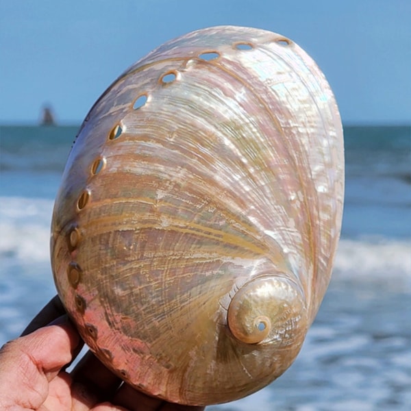 Large Natural abalone shell,Australian,New Zealand abalone shell,pinkish-white,decor,collectable