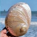 see more listings in the Natural abalone shell section