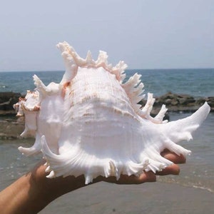 Large Natural Sea shell,Branched Murex conch,large,decor,hermit crab,collectable image 1