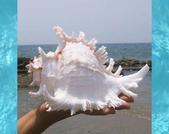 Concha de mar natural grande, caracola Murex ramificada, grande, decoración, cangrejo ermitaño, coleccionable