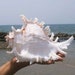 see more listings in the Natural conch shell section