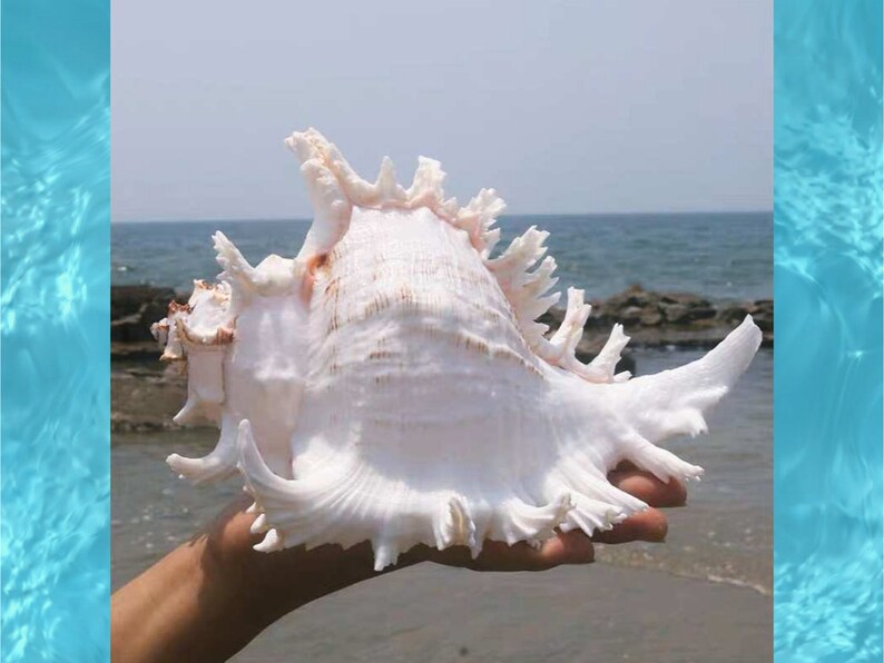 Large Natural Sea shell,Branched Murex conch,large,decor,hermit crab,collectable image 1