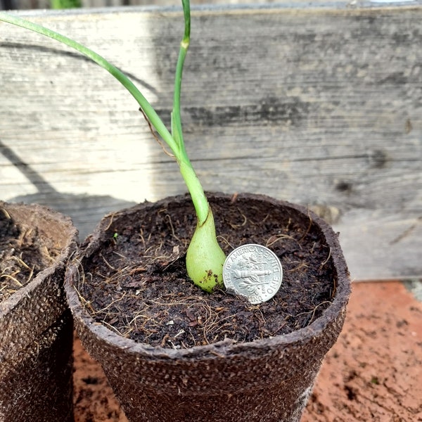 Organic Ornithogalum Caudatum, “False Sea Onion”, “Pregnant Onion”       SIZE- VERY SMALL