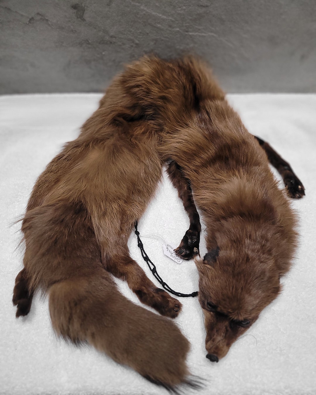 Vintage Fox Stole Etsy