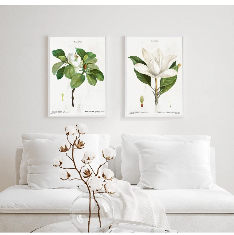 Vintage Set of Two Botanical Magnolia Flowers Art Plant Study Poster ...