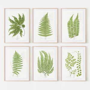 Fern Printed Art Botanical Vintage Plant Study Poster Print Wall Art Home Decor Set of 6