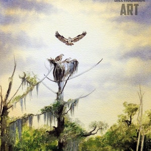 Wakulla River Florida Watercolour Art Print USA Wildlife di nidificazione del falco pescatore