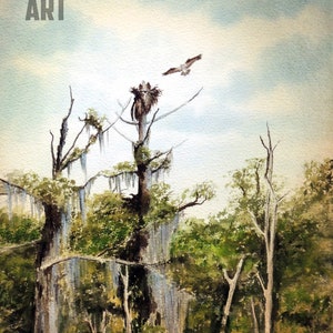 Falco pescatore Nidificazione Wakulla River Florida Acquerello Art Print USA Wildlife