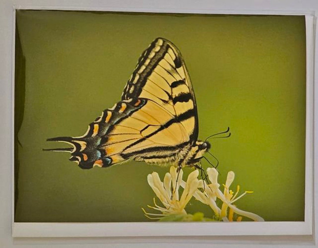Eastern Tiger Swallowtail Butterfly Blank Greeting Card/nature - Etsy