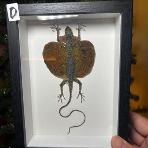 May include: Framed display featuring a preserved flying lizard. The lizard is brown and gray with large, wing-like structures in shades of brown and orange. The frame is black with a white background.