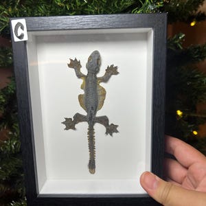 May include: A framed, preserved lizard specimen. The lizard is gray and yellow, displayed on a white background within a black frame. A small white sticker with the letter "C" is in the upper left corner of the frame.