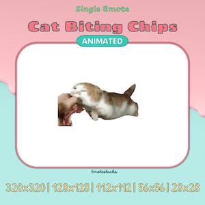 以下が含まれることがあります： チップを噛んでいる猫のアニメーションGIF。猫は白と茶色で、鼻はピンクです。チップは茶色で、ポテトチップスのように見えます。