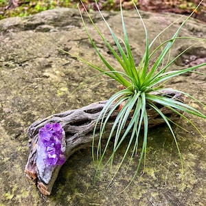 Cholla Wood Amethyst Air Plant Holder: Bohemian Driftwood Art