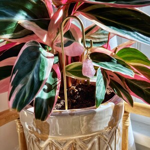 May include: A pink crystal hanging from a gold metal plant hanger in a white ceramic pot with a decorative pattern. The plant is a Calathea with green and pink leaves.
