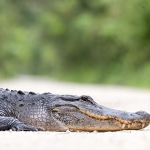 Florida American Alligator