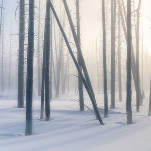 May include: A serene winter landscape featuring a snow-covered forest with numerous bare trees. The scene is enveloped in a soft, diffused light, creating a misty atmosphere. The trees are mostly vertical, with some leaning, and the snow is undisturbed.