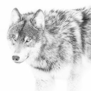 Yellowstone Grey Wolf