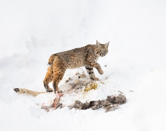 Yellowstone Bobcat Print: Winter Wildlife Photography