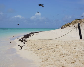 Michaelmas Cay Island Australia  | Photo Print Wall Art | Digital Download