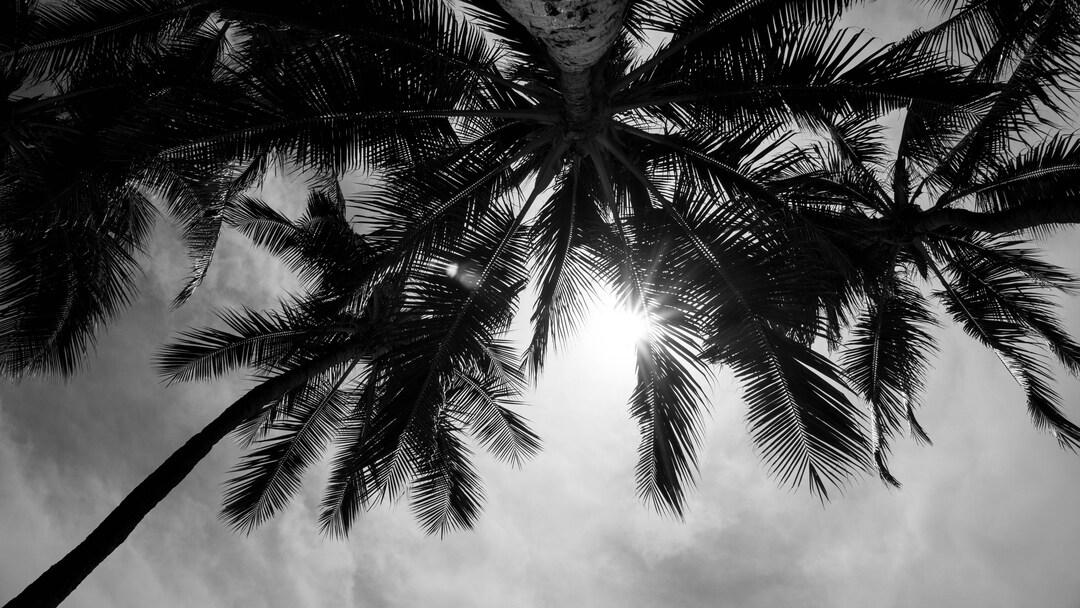 Palm Trees Hawaii Waikiki Beach Photo Print Wall Art Digital Download