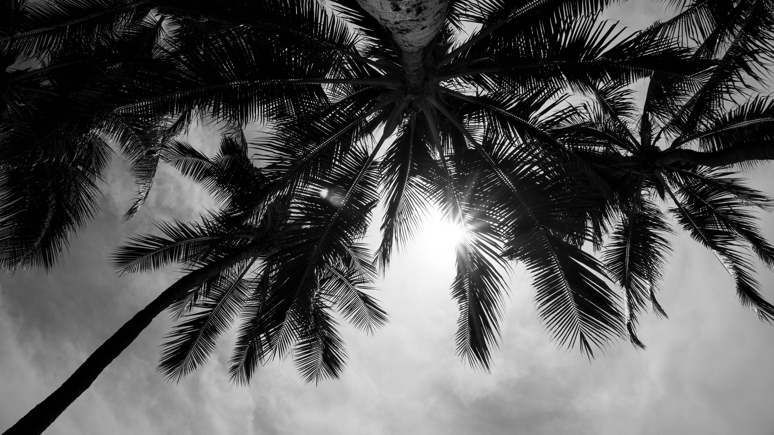 Palm Trees Hawaii Waikiki Beach Photo Print Wall Art Digital Download