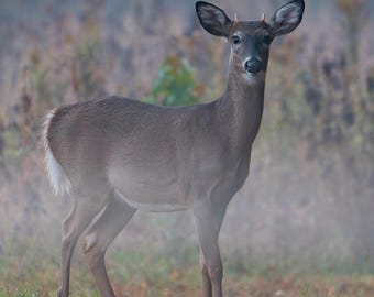 Reh Fotografie Weißwedelhirsch Liebhaber Druck Wildtiere Wohnheim Dekor Outdoorsy Wohnzimmer Wandbehang Rustikale Kabine Dekor Digitale Tapete