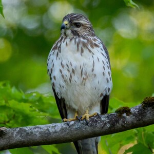 Hawk Photograph Broad Shouldered Hawk Print Wildlife Lover Artwork Nature Inspired Dorm Decor Wildlife Enthusiast Classroom Wall Hanging