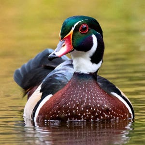 Duck Photograph Wood Duck Artwork Bird Nerd Art Wildlife Dorm Decor Duck Classroom Wall Hanging Rustic Cabin Decor Duck Lover Gift