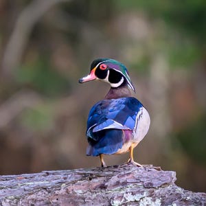 Duck Photograph Wood Duck Wall Art Bird Nerd Gift Rustic Cabin Decor Duck Print Bird Lover Gift Wildlife Dorm Decor Duck Classroom Artwork