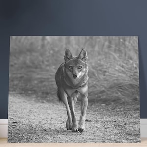 Affiche de coyote, impression de coyote sauvage, dortoir de la faune, décoration inspirée de la nature, salle de classe, tenture murale, décoration de cabane rustique, affiche de la faune de coyote