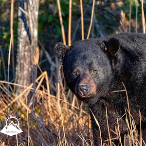 Bear Photograph Black Bear Artwork Wildlife Lover Gift Wildlife Dorm Decor Nature Inspired Classroom Wall Hanging Digital Wall Paper