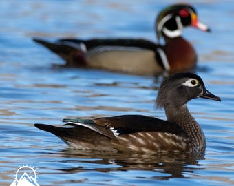 Duck Photograph Wood Duck Print Bird Nerd Gift Rustic Cabin Decor Wildlife Dorm Decoration Classroom Wall Hanging Nature Inspired Artwork