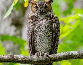 アメリカワシミミズクの写真、野生動物の自然アート（デジタル壁紙）