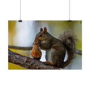 Cute Squirrel Poster Gray Squirrel Wall Art Nature Inspired Wildlife Dorm Decor Woodland Animal Classroom Wall Hanging Rustic Cabin Decor