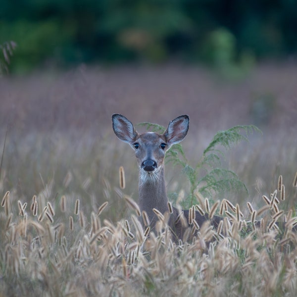 Whitetail Deer Photograph, Deer Print, Deer Artwork, Wildlife Photograph, Fine Art Wildlife Photography