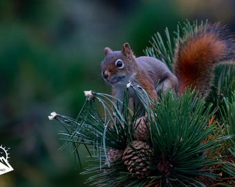 May include: A red squirrel with a bushy tail perches on a pine branch, surrounded by green needles and pine cones. The squirrel's fur is a mix of gray and reddish-brown, with a fluffy tail. The background is a blurred mix of green and blue.