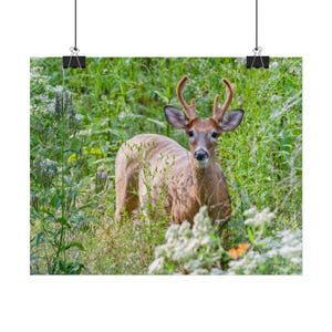 Whitetail Deer Poster, Hirsch Poster, Hirsch Druck, Wildlife Poster, Fine Art Wildtier-Fotografie